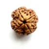 Natural 4 Mukhi Rudraksha (Nepali)
