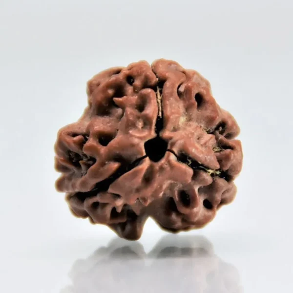 Natural 3 Mukhi Rudraksha (Nepali)
