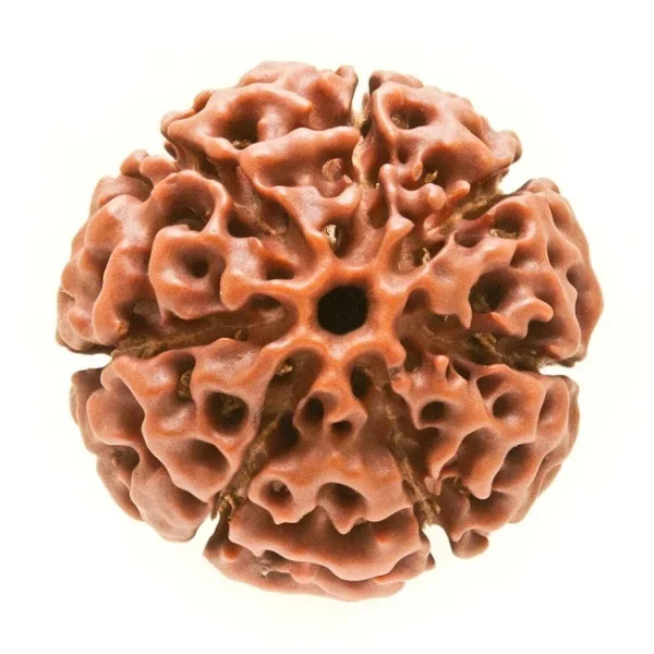 Natural 7 Mukhi Rudraksha (Nepali)